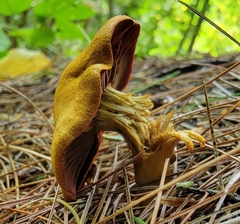 Cortinarius semisanguineus