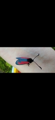 Zygaena purpuralis
