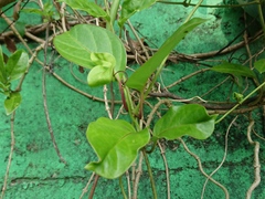 Parsonsia alboflavescens