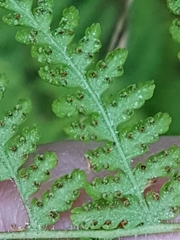Dennstaedtia punctilobula