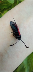 Zygaena purpuralis
