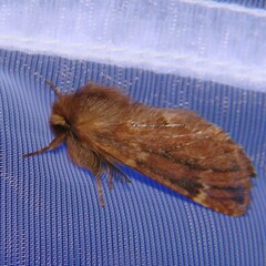 Ptilophora plumigera