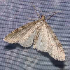 Trichopteryx carpinata