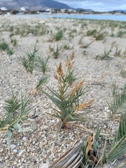 Sporobolus virginicus