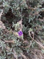Echium angustifolium