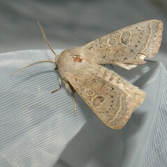 Orthosia gracilis