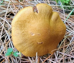 Cortinarius semisanguineus