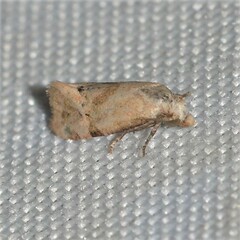 Platphalonidia magdalenae