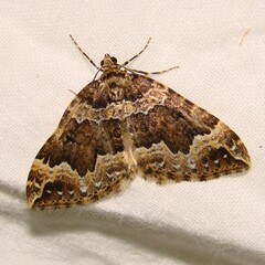 Lampropteryx suffumata