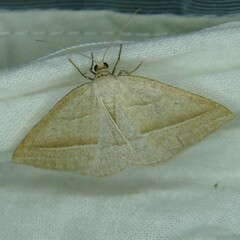 Petrophora chlorosata