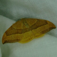 Watsonalla cultraria