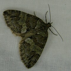 Hydriomena impluviata