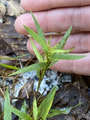 Dichanthelium commutatum