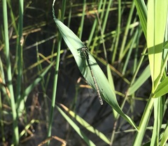 Coenagrion hastulatum
