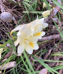 Freesia leichtlinii