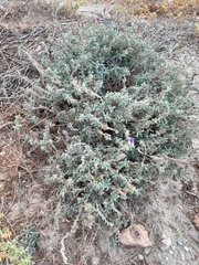 Echium angustifolium