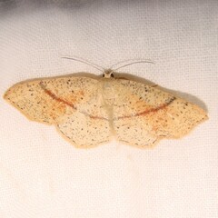 Cyclophora punctaria