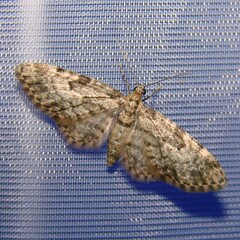 Eupithecia tantillaria