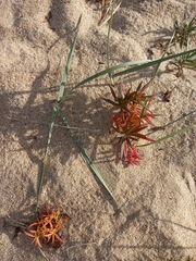 Persicaria angustifolia