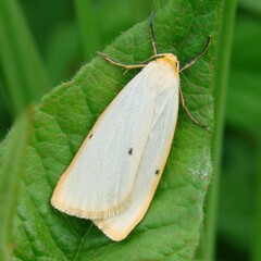 Cybosia mesomella