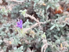 Echium angustifolium