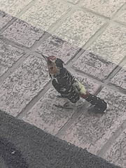 Trachyphonus vaillantii vaillantii