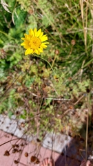 Anthemideae