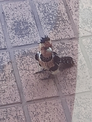 Trachyphonus vaillantii vaillantii