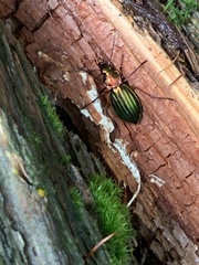 Carabus auronitens