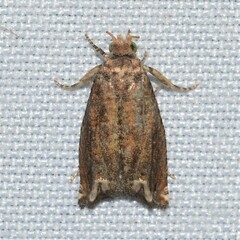 Epiblema abruptana