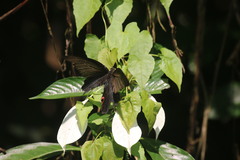 Papilio protenor