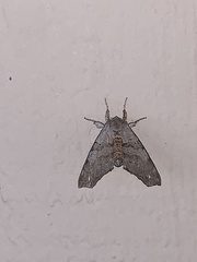 Olceclostera seraphica