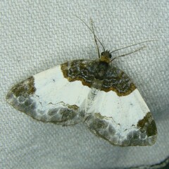 Mesoleuca albicillata