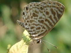 Leptotes plinius