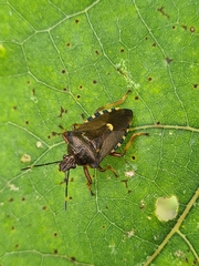 Pinthaeus sanguinipes