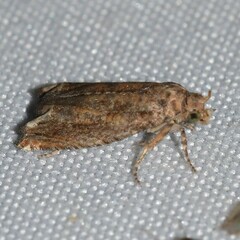 Epiblema abruptana