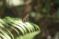 Neptis