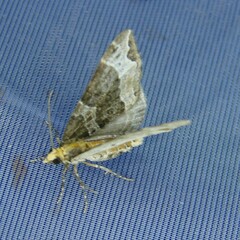 Ecliptopera capitata