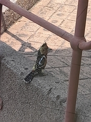 Trachyphonus vaillantii vaillantii