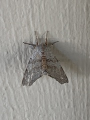 Olceclostera seraphica