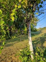 Populus deltoides