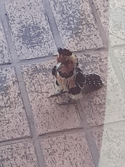 Trachyphonus vaillantii vaillantii
