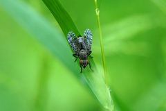 Platystoma
