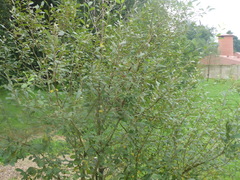 Salix aurita