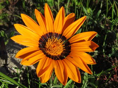 Gazania rigida