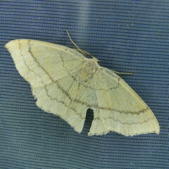 Cyclophora linearia
