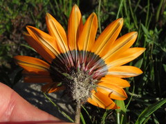 Gazania rigida