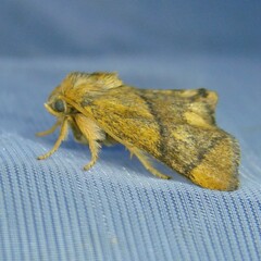 Apoda limacodes