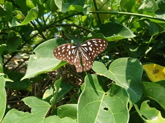 Tirumala limniace limniace