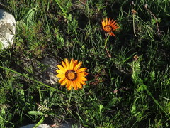Gazania rigida